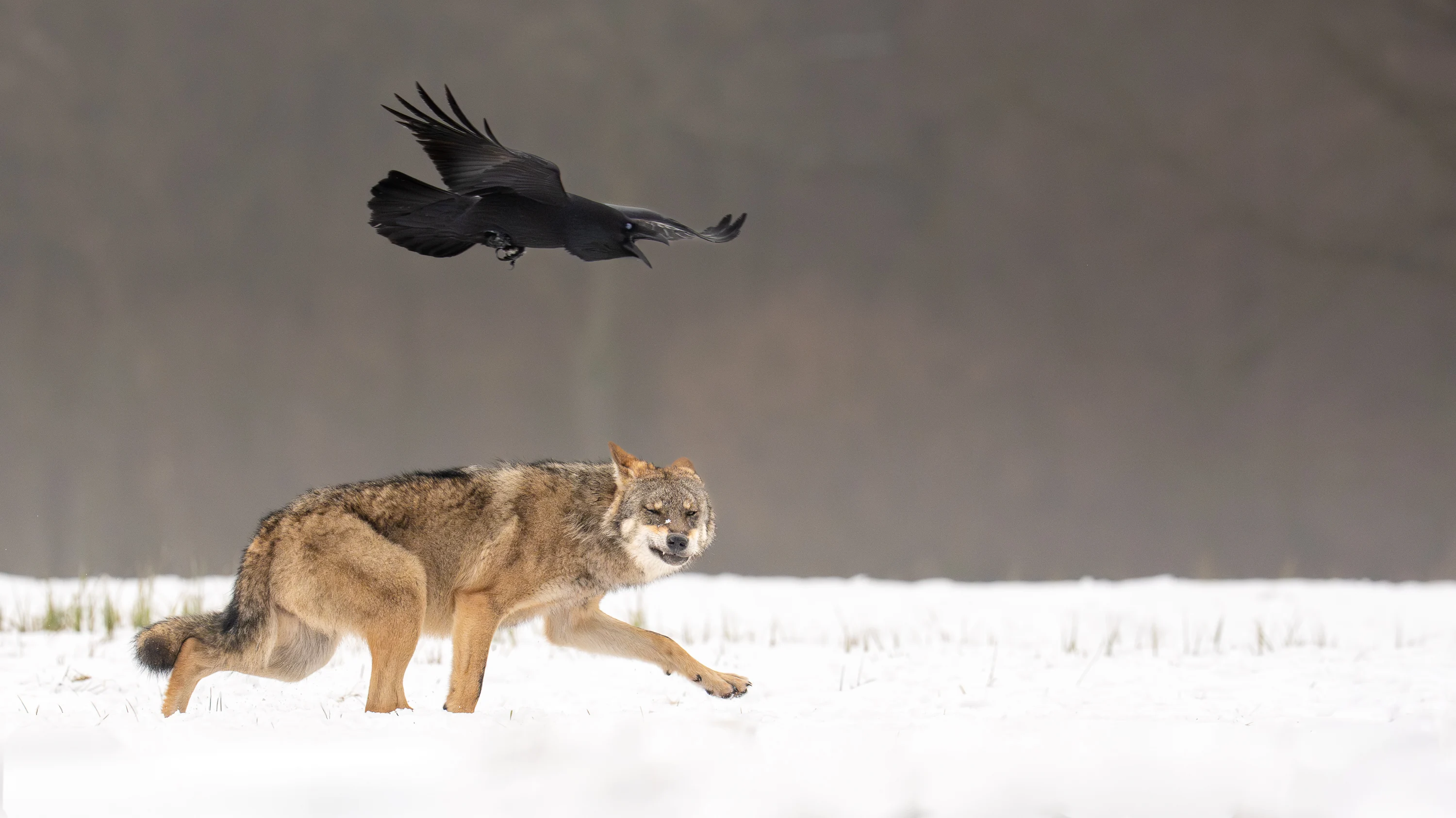 Warmia Elite Wildlife Photography gallery image 11